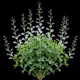 Dwarf Wild Indigo