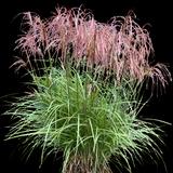 Huron Sunrise Maiden Grass