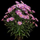 Lou Williams New England Aster