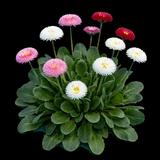 English Daisy Pomponette Mix