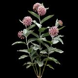 Common Milkweed