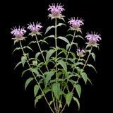 Wild Bergamot