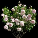 New Dawn Rose