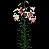 Tree Lily
