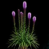 Blazing Star Gayfeather