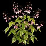 Epimedium Songbirds