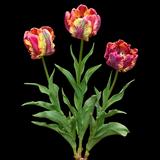 Parrot Tulip Mix