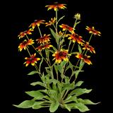 Prairie Glow Black-Eyed Susan