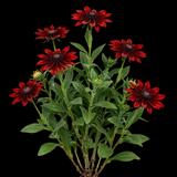 Cherry Brandy Black-eyed Susan