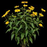 False Sunflower