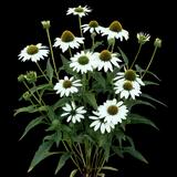 Kismet White Coneflower