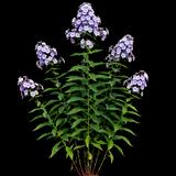 Garden Phlox 'Rene Duval'