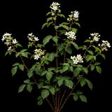 Triple Crown Blackberry