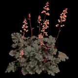 Timeless Night Coral Bells
