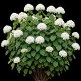 Incrediball Hydrangea