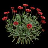 Gaillardia Globe Red
