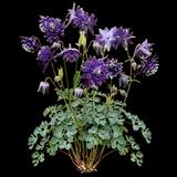 Columbine Double Flowers