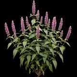 Bolero Anise Hyssop