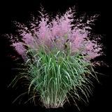 Pink Muhly Grass