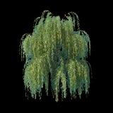 Weeping Willow