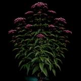 Joe Pye Weed Euphoria Ruby