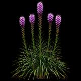 Prairie Blazing Star