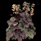 Wildberry Coral Bells