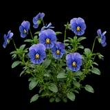 Pansy Karma Blue Butterfly