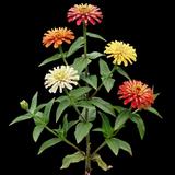 Zinnia Raggedy Ann