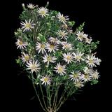 New Mexico Aster My Antonia