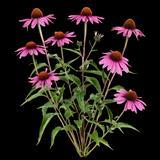 Magnus Coneflower