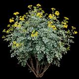 Variegated Rue