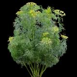 Fernleaf Dill