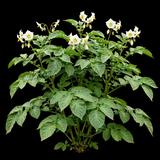 Yukon Gold Potato