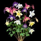 Columbine McKana Hybrids