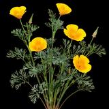 Yukon Gold California Poppy