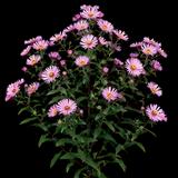 New England Aster Harringtons Pink