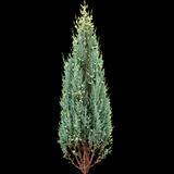 Skyrocket Juniper