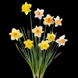 Daffodil Narcissus Hybrida Mix