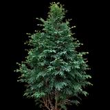 'Little Markey' Hinoki Cypress