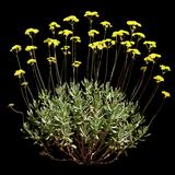 Golden Buckwheat