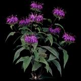 Blue Stocking Bee Balm