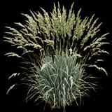 Silver Spear Grass
