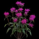 Rockin' Raspberry Bee Balm