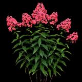 Glamour Girl Garden Phlox