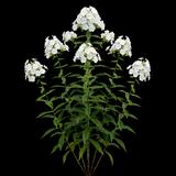 David Garden Phlox