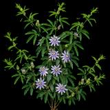 Blue Passionflower