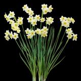 Minnow Daffodil