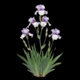 German Iris Bearded Iris
