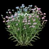 Forget-me-not